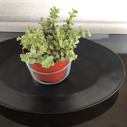 Crate And Barrel Stone Platter 