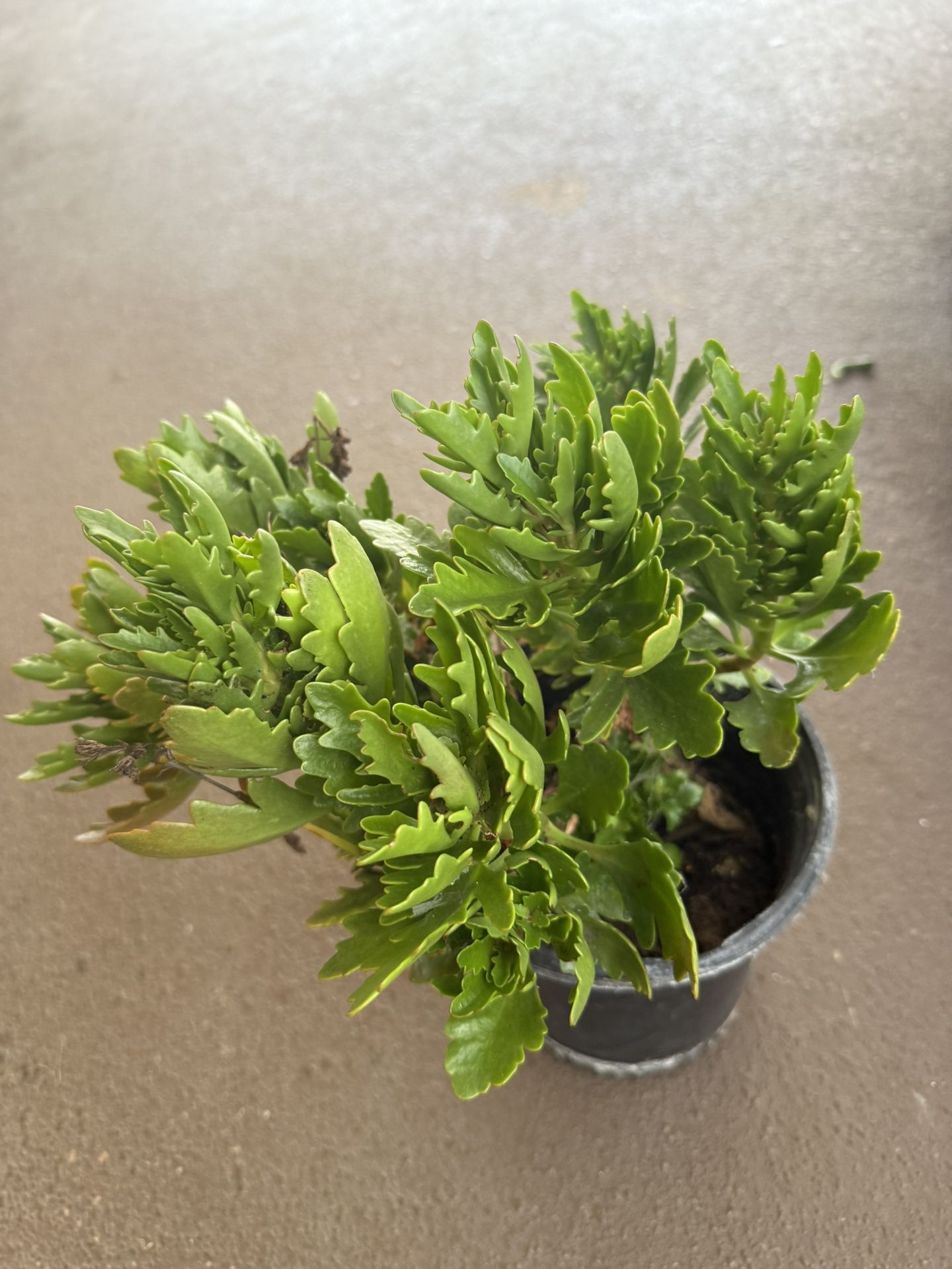 Plant