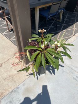 Plumeria Arrangement 5 Gallon See details