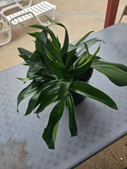 Lush 2-Gallon Dragon Tail Plant / Climbing Philodendron – Healthy & Established!