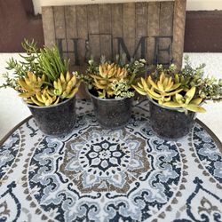 Succulent Arrangements - 6 Inch Pots