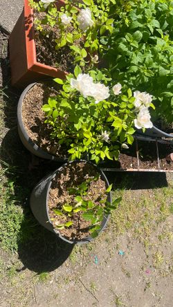 white roses