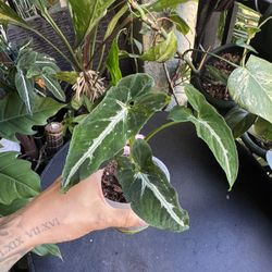 Syngonium Wendlandii Plant 