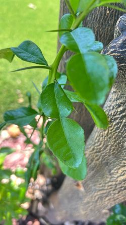 Fresh Makrut Lime Leaves