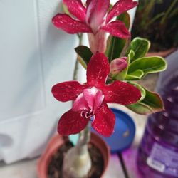 Rosa Del Desierto $40