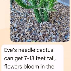 Cactus - Needle cactuses 