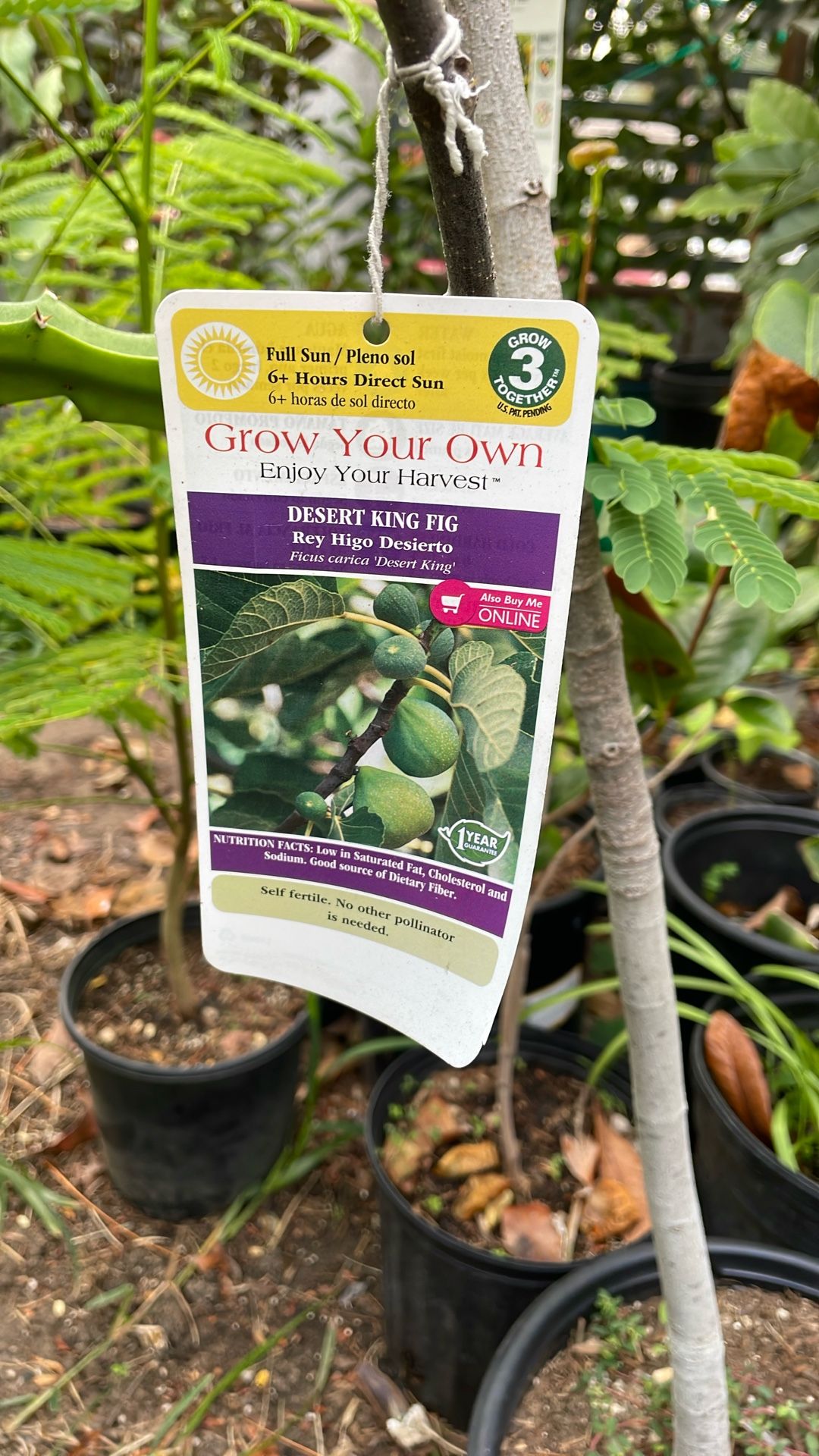 Desert King Fig Fruit Tree