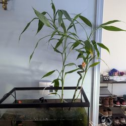 Bamboo