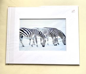Photograph - Zebras grazing African Home Decor