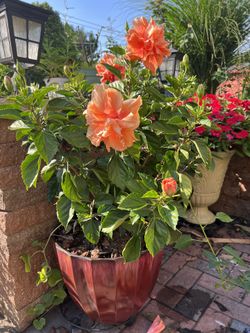 Indoor / Outdoor Annual Hibiscus
