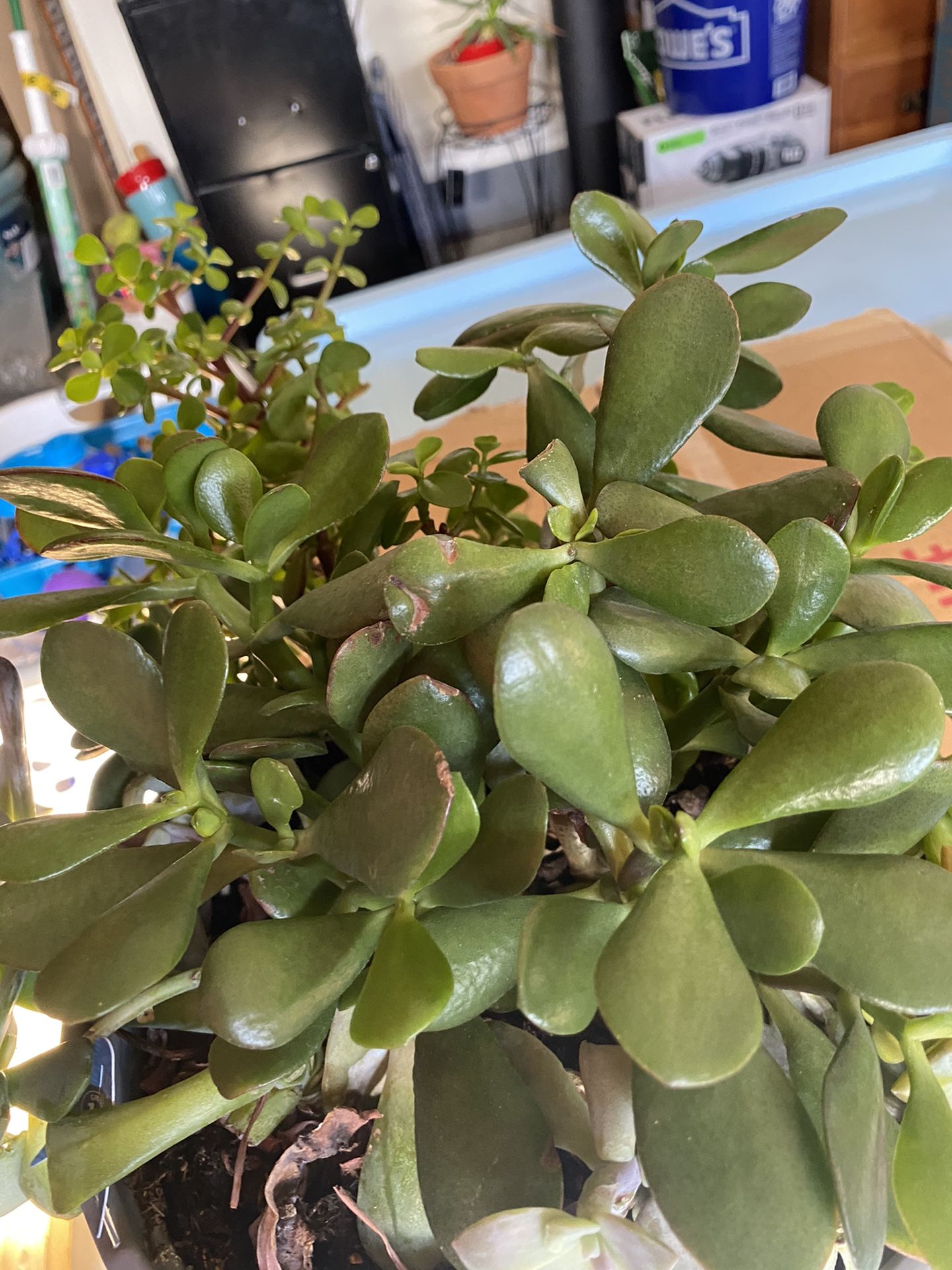 Succulent for Sale Great Price