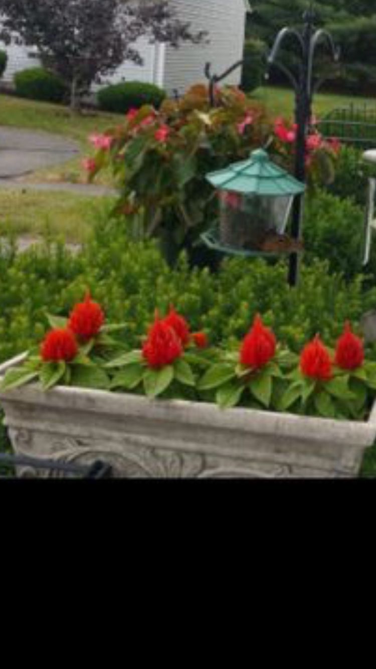 Rail adjustable flower box holder and a granite cast stone rectangular planter