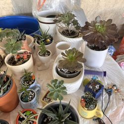 Plants For Sale