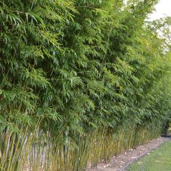 Bamboo Hedges Privacy Screen (Graceful Bamboo)