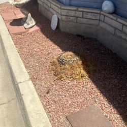 Free lava rock 