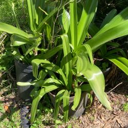 Big Pink Spider Lily Plants 3 Gallon Fully Grown
