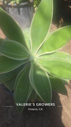 Agave Ray Of Light