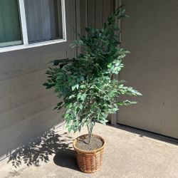 Decorative Plant (Artificial)