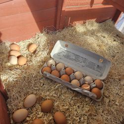 Fresh organic eggs