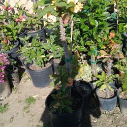 Planta Corona De Cristo 