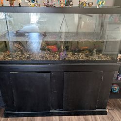 Turtle and tank set up