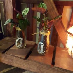 Window Plant