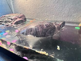 Tank for turtle