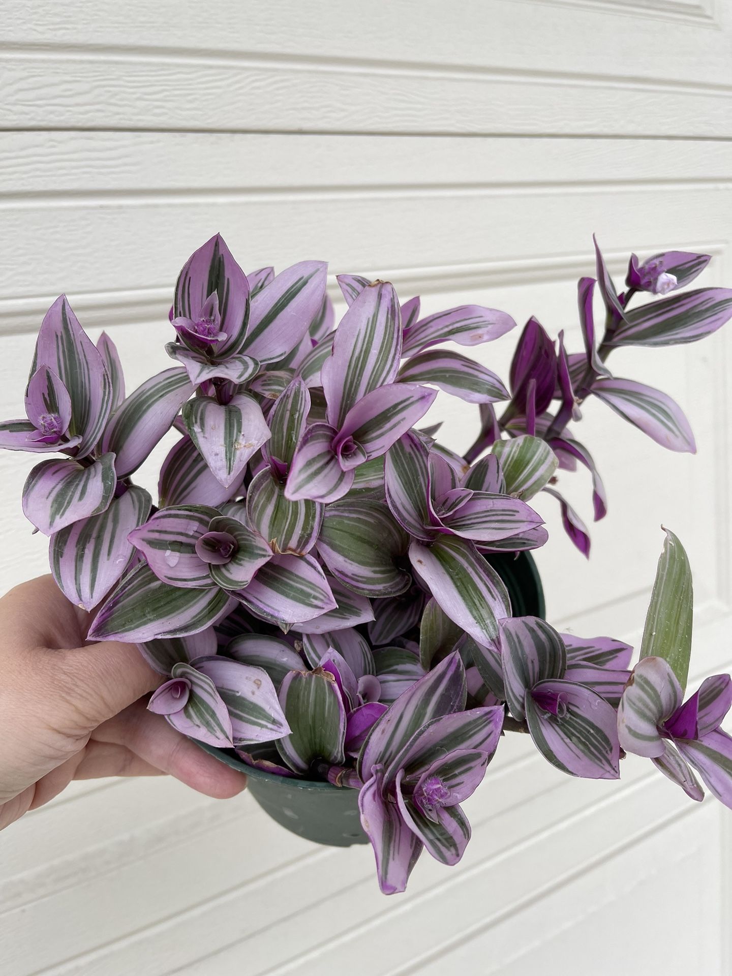 Beautiful Tradescantia Nanouk Plant 6’pot