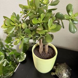 🌿—a symbol of prosperity ❤️LUCKY Jade/GUD LUCK Plant👉PLS READ DESCRIPTION❤️15”H