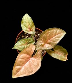 Syngonium ‘Regina Red’ - 4 inch pot
