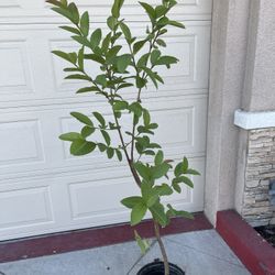 Thai Guava Fruit Tree Plant 