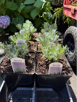 2 awesome types of lavender plants —