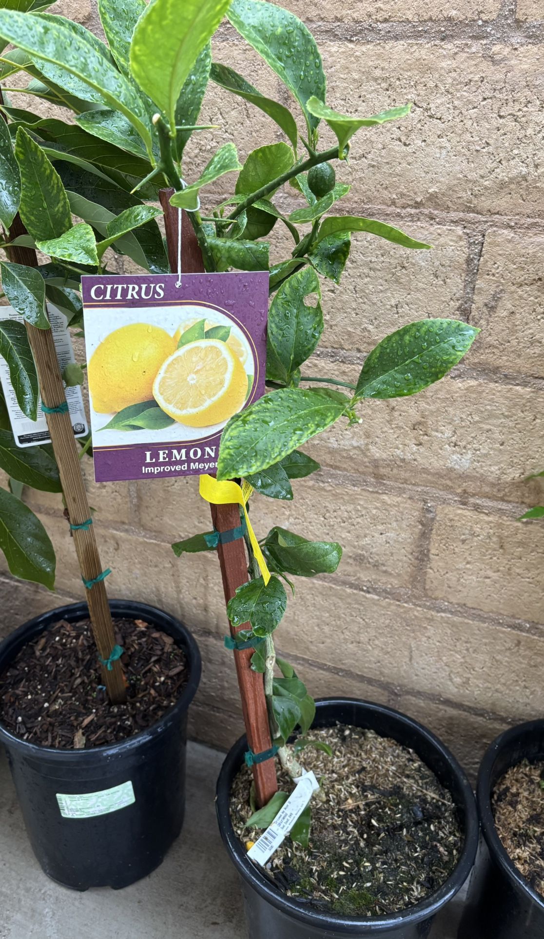 Meyer Lemon ; Improved Variety Semi Dwarf