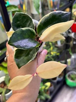 Hoya Snowball