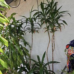 Indoor plant from 3 feet to 7 feet tall $20 to $45. There's one plant in one pot.