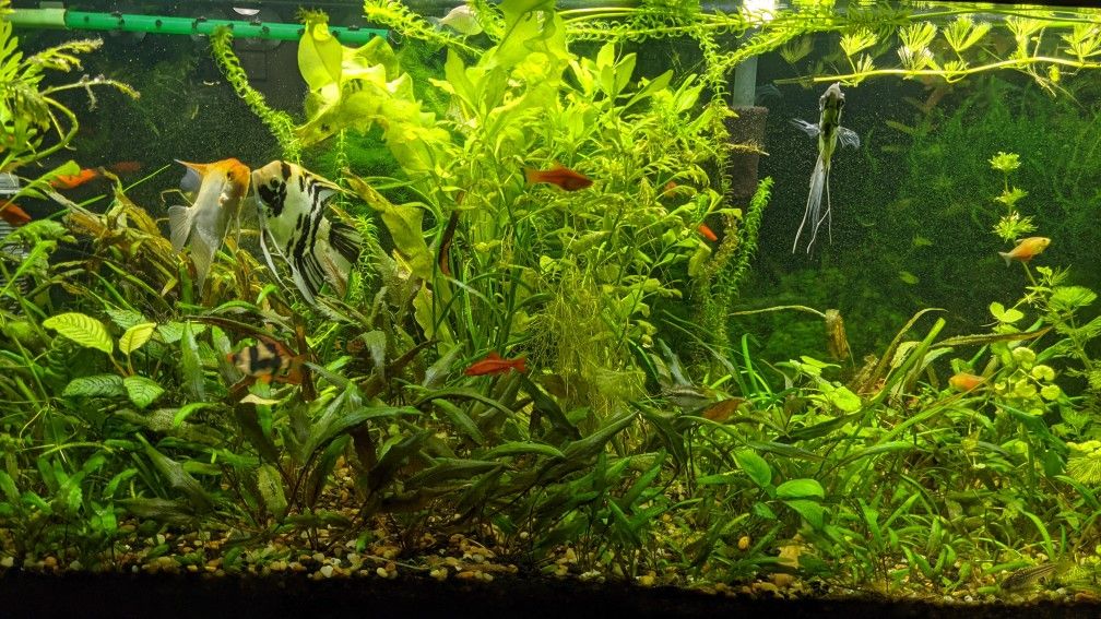 Aquarium Plants For Your Fish Tank
