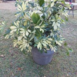 Schefflera Umbrella plant tree