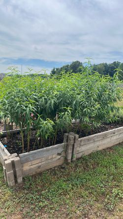 Peach saplings, 3’ tall