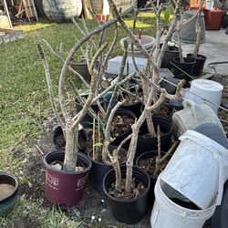 Plumeria plants potted
