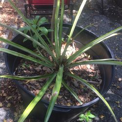 Pineapple Plant
