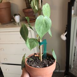 Variegated Heartleaf Philodendron