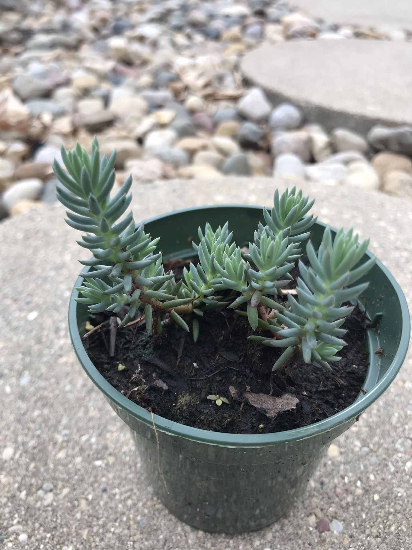 Spanish Stonecrop - Sedum -Succulent Plants (3.5 in pot)