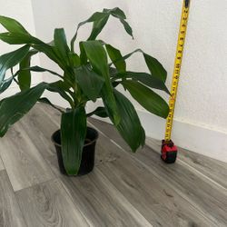 Dracaena Michiko 8” Live Plant 2ft Tall