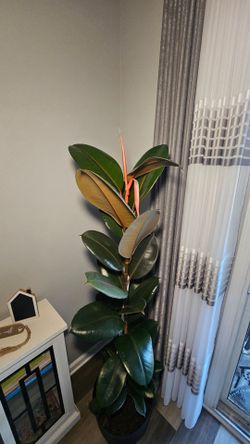 Burgundy Rubber Plant, Live Indoor / Outdoor Ficus Elastica Tree 
Pick up only🪴🪴 6feet tall