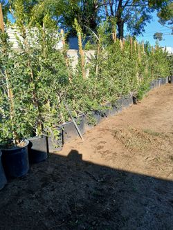 Ficus trees