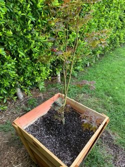 Bloodgood Japanese maple tree wooden 24in planter with fresh new soil
