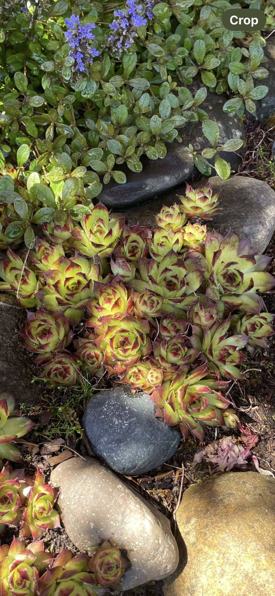 Succulents Hens and Chicks 