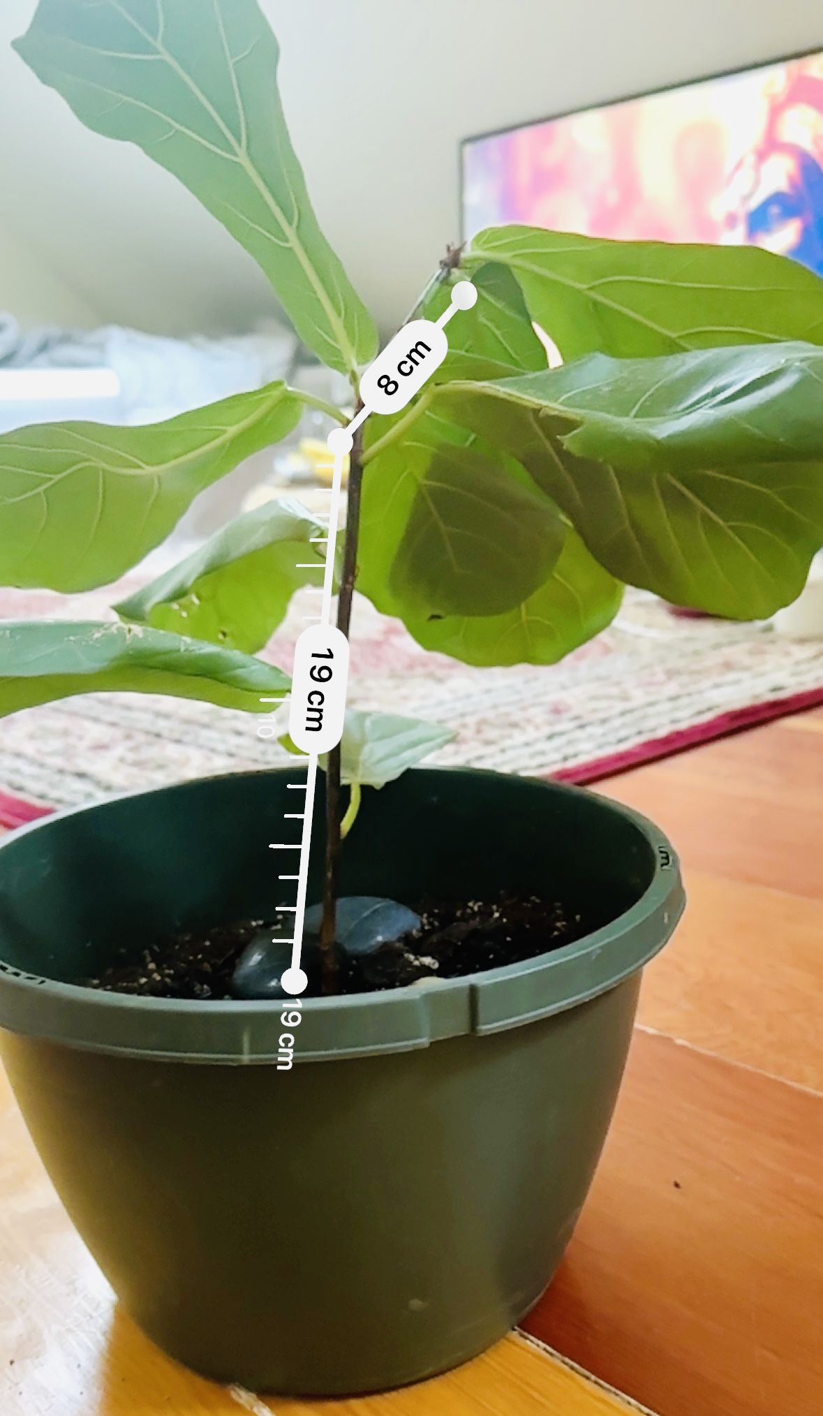 Fiddle Leaf Fig
