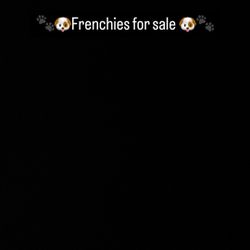Frenchies Dogs 