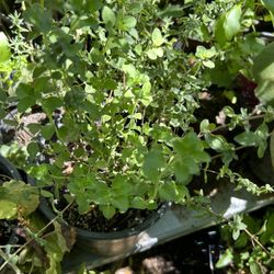 Oregano